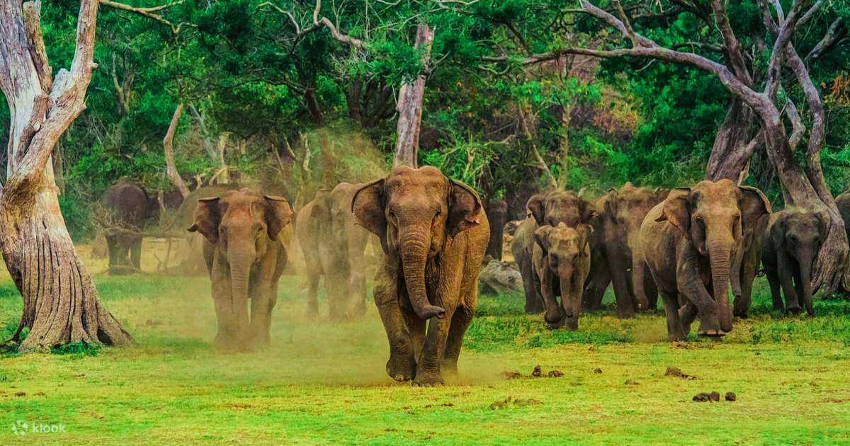 Udawalawe Nationalpark