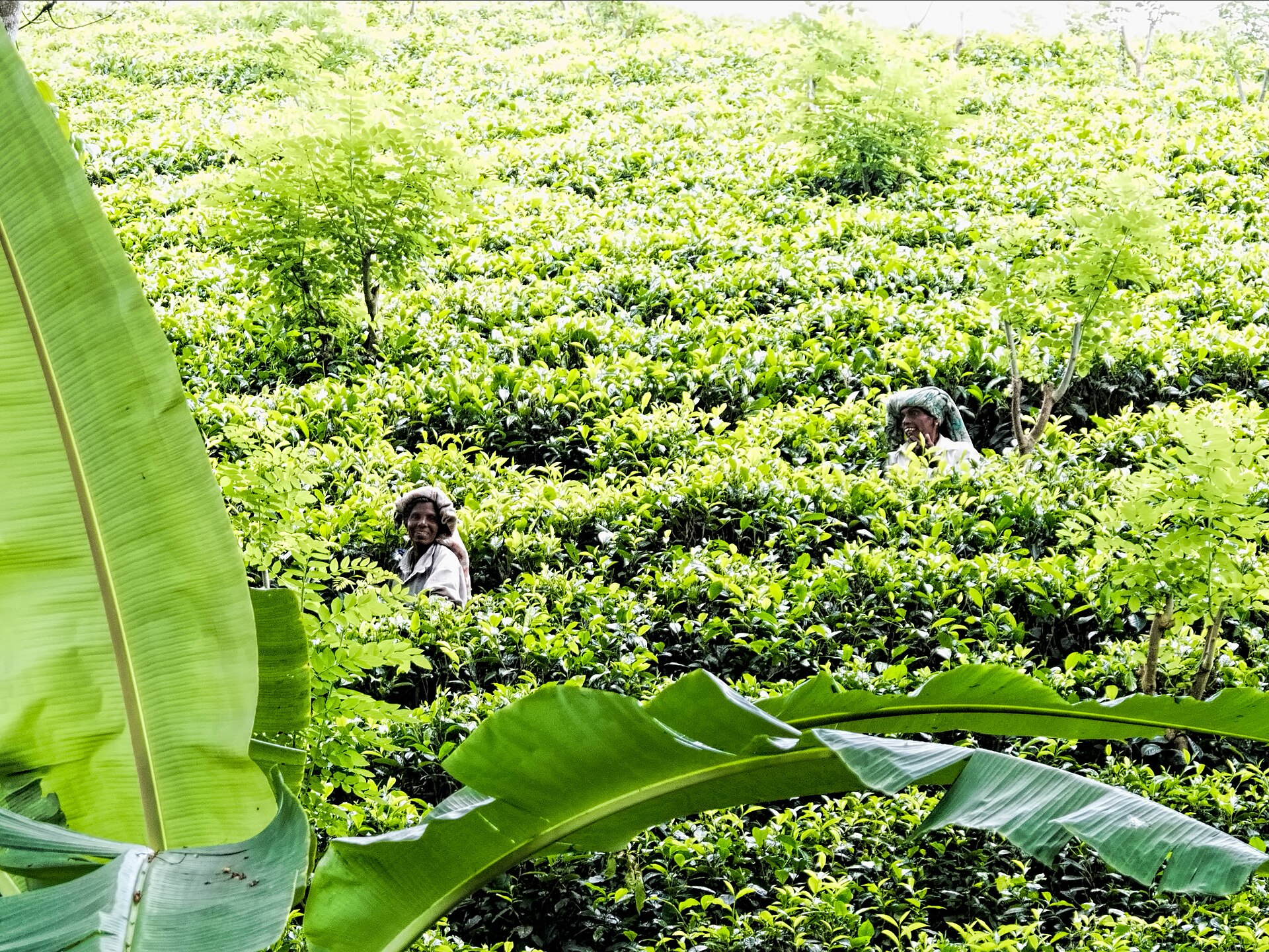 Tea plucking in Sri Lanka